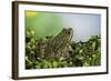 Edible Frog-Paul Starosta-Framed Photographic Print