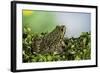 Edible Frog-Paul Starosta-Framed Photographic Print