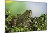 Edible Frog-Paul Starosta-Mounted Photographic Print