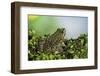 Edible Frog-Paul Starosta-Framed Photographic Print