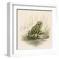 Edible Frog-null-Framed Art Print