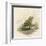 Edible Frog-null-Framed Art Print