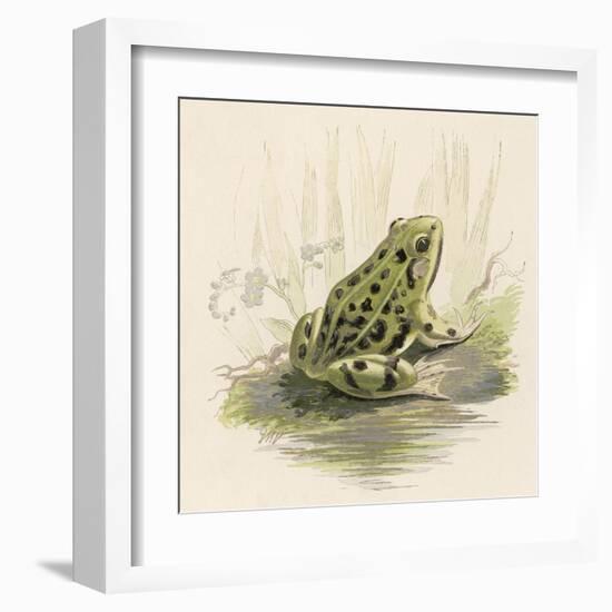 Edible Frog-null-Framed Art Print