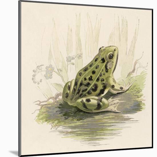 Edible Frog-null-Mounted Art Print