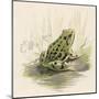 Edible Frog-null-Mounted Art Print