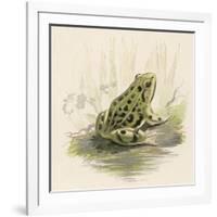 Edible Frog-null-Framed Art Print