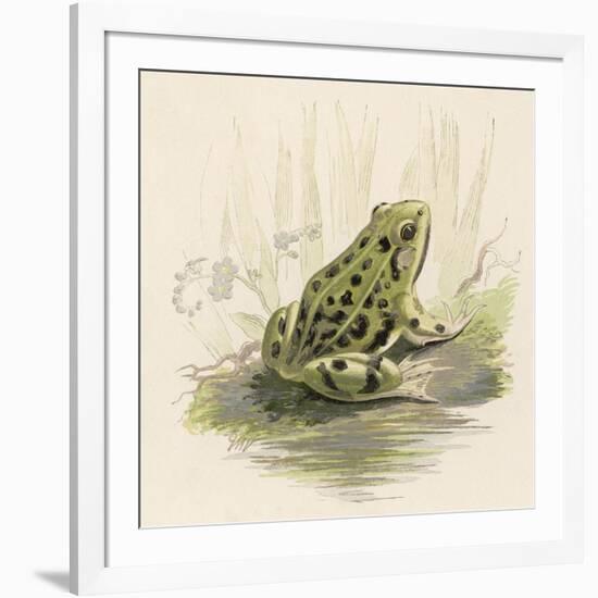 Edible Frog-null-Framed Art Print