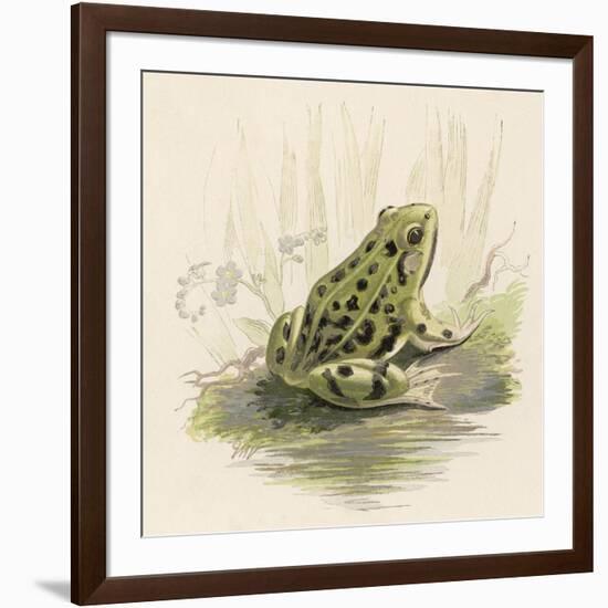 Edible Frog-null-Framed Art Print