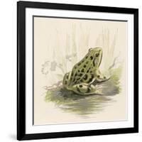 Edible Frog-null-Framed Art Print