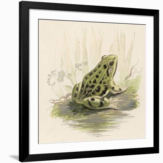 Edible Frog-null-Framed Art Print