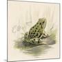 Edible Frog-null-Mounted Art Print