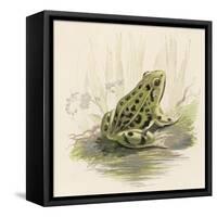 Edible Frog-null-Framed Stretched Canvas