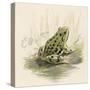 Edible Frog-null-Stretched Canvas