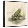 Edible Frog-null-Framed Stretched Canvas