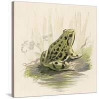 Edible Frog-null-Stretched Canvas