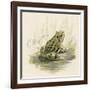 Edible Frog-null-Framed Art Print