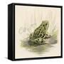 Edible Frog-null-Framed Stretched Canvas