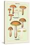 Edible Fungi: Boletus Castaneus and Edulis-null-Stretched Canvas