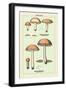 Edible Fungi: Boletus Granulatus and Versipellis-null-Framed Art Print