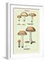 Edible Fungi: Boletus Granulatus and Versipellis-null-Framed Art Print