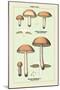 Edible Fungi: Boletus Granulatus and Versipellis-null-Mounted Art Print