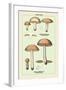 Edible Fungi: Boletus Granulatus and Versipellis-null-Framed Art Print