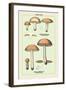 Edible Fungi: Boletus Granulatus and Versipellis-null-Framed Art Print