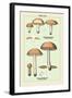 Edible Fungi: Boletus Granulatus and Versipellis-null-Framed Art Print