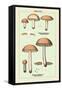 Edible Fungi: Boletus Granulatus and Versipellis-null-Framed Stretched Canvas