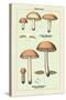 Edible Fungi: Boletus Granulatus and Versipellis-null-Stretched Canvas