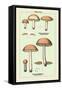 Edible Fungi: Boletus Granulatus and Versipellis-null-Framed Stretched Canvas