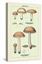 Edible Fungi: Boletus Granulatus and Versipellis-null-Stretched Canvas