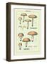 Edible Fungi: Boletus Luteus and Subluteus-null-Framed Art Print