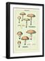 Edible Fungi: Boletus Luteus and Subluteus-null-Framed Art Print