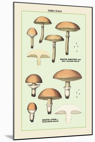 Edible Fungi: Boletus Luteus and Subluteus-null-Mounted Art Print