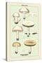 Edible Fungi: Common Mushroom-null-Stretched Canvas