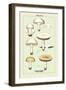 Edible Fungi: Common Mushroom-null-Framed Art Print
