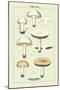 Edible Fungi: Common Mushroom-null-Mounted Art Print