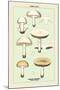 Edible Fungi: Common Mushroom-null-Mounted Art Print