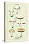 Edible Fungi: Common Mushroom-null-Stretched Canvas