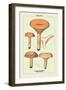 Edible Fungi: Delicious Lactarius-null-Framed Art Print