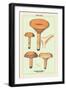 Edible Fungi: Delicious Lactarius-null-Framed Art Print