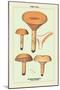 Edible Fungi: Delicious Lactarius-null-Mounted Art Print