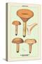 Edible Fungi: Delicious Lactarius-null-Stretched Canvas