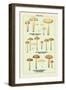 Edible Fungi: Half Red Cortinarius-null-Framed Art Print