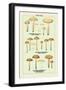 Edible Fungi: Half Red Cortinarius-null-Framed Art Print