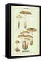 Edible Fungi: Honey-Colored Armillaria-null-Framed Stretched Canvas