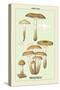 Edible Fungi: Honey-Colored Armillaria-null-Stretched Canvas