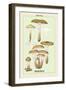 Edible Fungi: Honey-Colored Armillaria-null-Framed Art Print