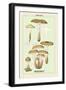 Edible Fungi: Honey-Colored Armillaria-null-Framed Art Print